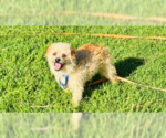 Small #17 Poodle (Miniature) Mix