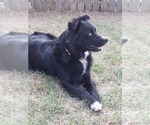 Small Photo #1 Australian Shepherd Puppy For Sale in WICHITA FALLS, TX, USA