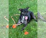 Small Photo #11 Mutt Puppy For Sale in Woodbury, NY, USA
