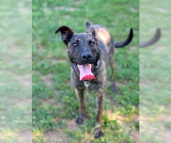 Medium Photo #1 German Shepherd Dog-Unknown Mix Puppy For Sale in Sacramento, CA, USA