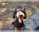 Small Photo #5 Poodle (Standard)-Wirehaired Pointing Griffon Mix Puppy For Sale in CANYON LAKE, TX, USA
