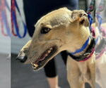 Small #1 Greyhound