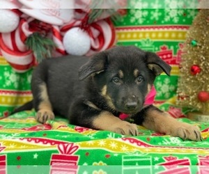 German Shepherd Dog Puppy for sale in LANCASTER, PA, USA