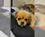 Small #2 Pomeranian Mix