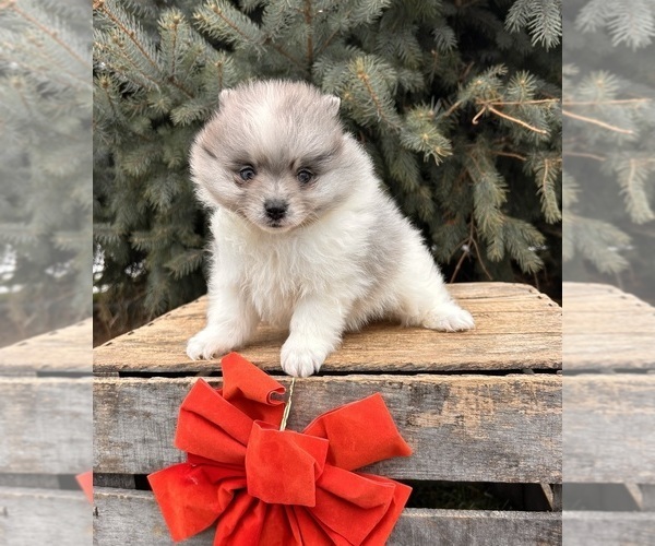 Medium Photo #4 Pomeranian Puppy For Sale in MIDDLEBURY, IN, USA