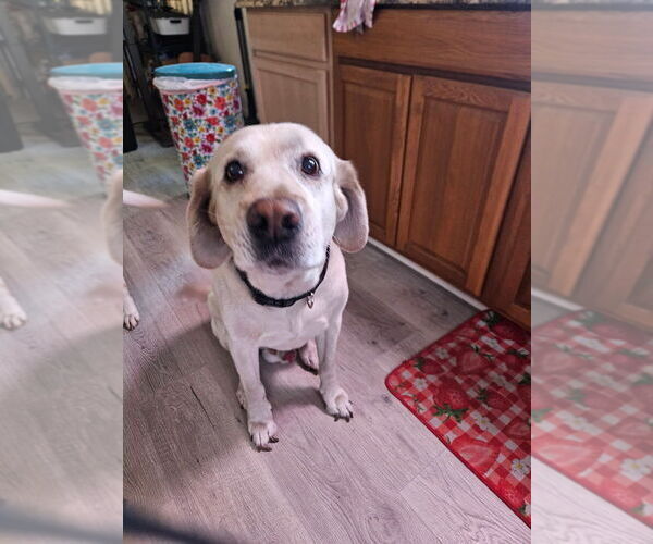 Medium Photo #1 Labrador Retriever Puppy For Sale in TAMPA, FL, USA