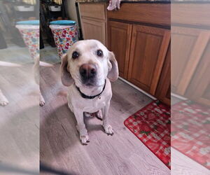 Father of the Labrador Retriever puppies born on 03/15/2026