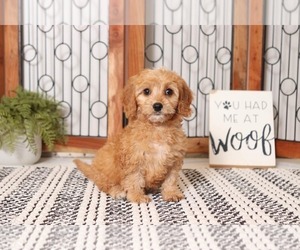 Cavapoo Puppy for sale in NAPLES, FL, USA