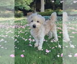Small #4 Havanese Mix