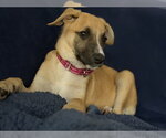 Small #5 Black Mouth Cur Mix