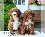 Small #1 Goldendoodle (Miniature)