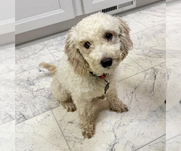 Medium Photo #1 Poodle (Miniature) Puppy For Sale in Spring Lake, NC, USA