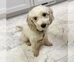 Claire - Female Poodle (Miniature) Dog for Adoption - Small photo