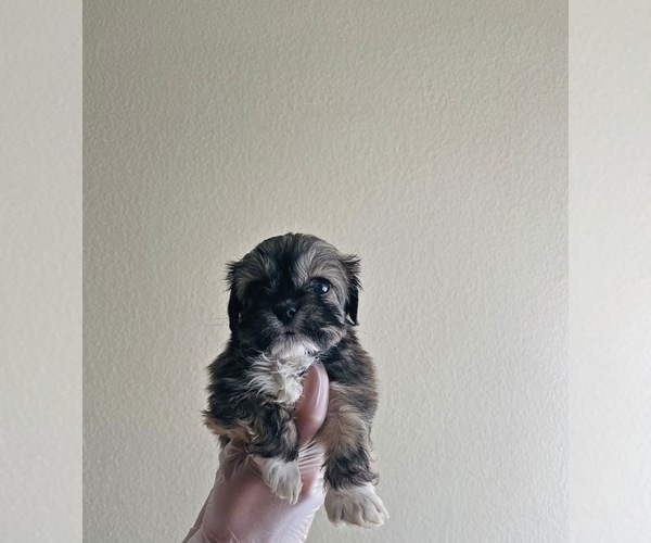 Medium Photo #2 Shih Tzu Puppy For Sale in EL PASO, TX, USA