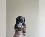 Small Photo #2 Shih Tzu Puppy For Sale in EL PASO, TX, USA