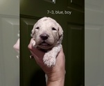 Small Photo #25 Bordoodle Puppy For Sale in COPPERAS COVE, TX, USA