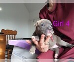 Small #7 American Pit Bull Terrier