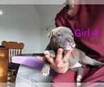 Small Photo #8 American Pit Bull Terrier Puppy For Sale in CHAMBERSBURG, PA, USA