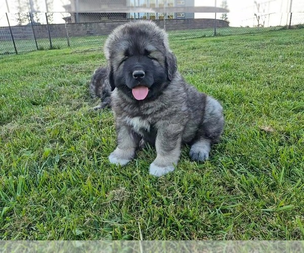 Medium Photo #1 Caucasian Shepherd Dog Puppy For Sale in NORTH PLAINS, OR, USA