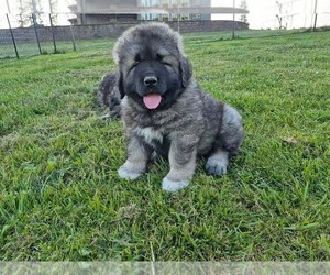 Caucasian Shepherd Dog Puppy for Sale in NORTH PLAINS, Oregon USA