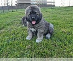 Image preview for Ad Listing. Nickname: Male Puppy 8wks