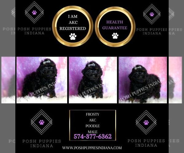 Medium Photo #91 Poodle (Miniature) Puppy For Sale in WARSAW, IN, USA