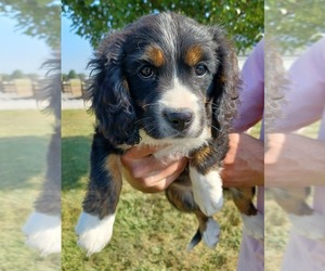 Bernese Mountain Dog-Cavalier King Charles Spaniel Mix Puppy for sale in NILES, MI, USA