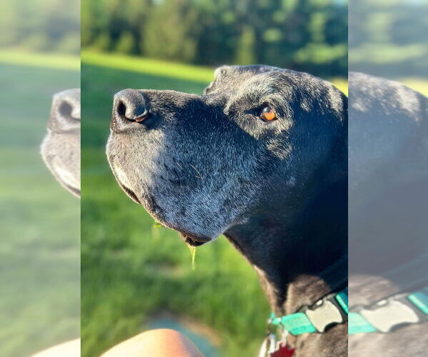 Medium Photo #5 Great Dane Puppy For Sale in Bullard, TX, USA