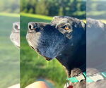 Small #4 Great Dane