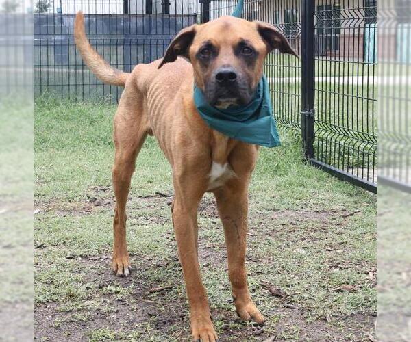 Medium Photo #1 Boxer-Unknown Mix Puppy For Sale in San Antonio, TX, USA