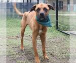 Small Boxer Mix