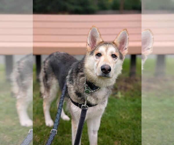 Medium Photo #3 Siberian Husky-Unknown Mix Puppy For Sale in Bellevue, WA, USA