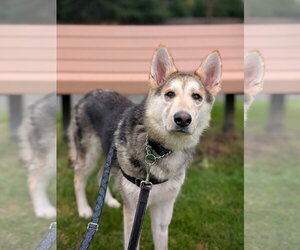 Sandy - Female Siberian Husky-Unknown Mix Dog for Adoption - Photo #3