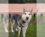 Small #2 Siberian Husky Mix