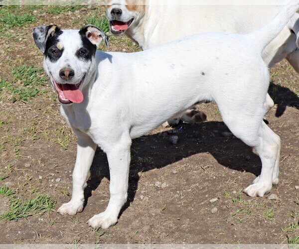 Medium Photo #3 Labrador Retriever-Unknown Mix Puppy For Sale in Green Forest, AR, USA