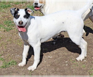Twinky - Female Labrador Retriever-Unknown Mix Dog for Adoption - Photo #3