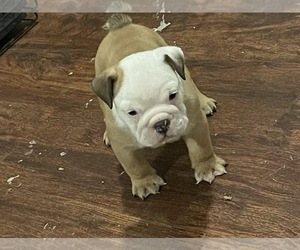 English Bulldog Puppy for sale in INDIANAPOLIS, IN, USA