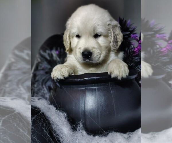 Medium Photo #2 Golden Retriever Puppy For Sale in MODESTO, CA, USA