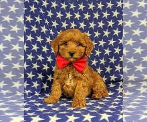 Cavapoo Puppy for sale in QUARRYVILLE, PA, USA