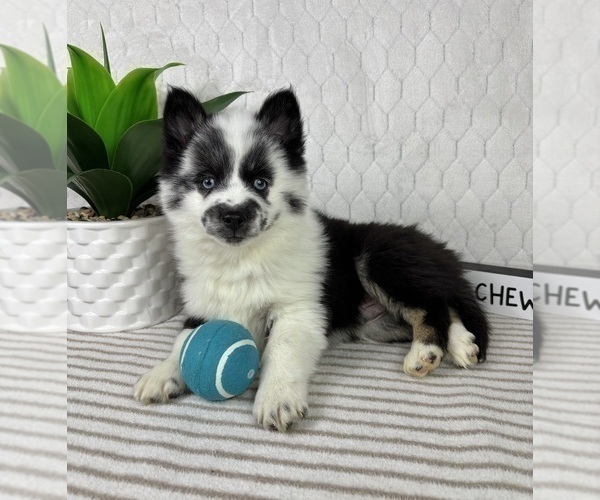 Medium Photo #3 Pomsky Puppy For Sale in GREENFIELD, IN, USA