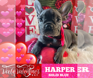 French Bulldog Puppy for sale in HEATHROW, FL, USA