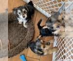 Small Photo #3 Morkie Puppy For Sale in NEW PORT RICHEY, FL, USA