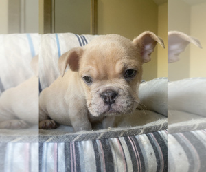 French Bulldog Puppy for sale in SAN DIEGO, CA, USA