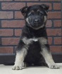 Small Photo #4 German Shepherd Dog Puppy For Sale in NAPPANEE, IN, USA