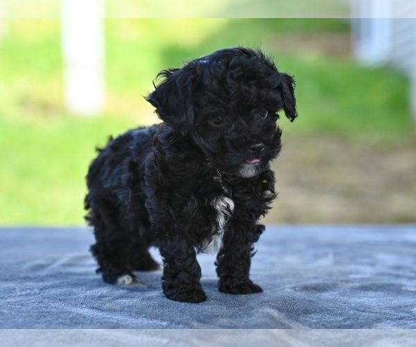 Medium Photo #3 Poodle (Toy) Puppy For Sale in MILLERSBURG, OH, USA