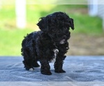 Small #2 Poodle (Toy)