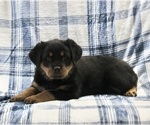 Small Photo #1 Rottweiler Puppy For Sale in FREDERICKSBURG, OH, USA