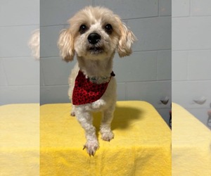 Zuchon Dogs for adoption in Mukwonago, WI, USA