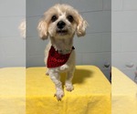 Small Zuchon