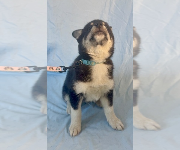 Medium Photo #9 Pomsky-Shiba Inu Mix Puppy For Sale in NASHUA, NH, USA